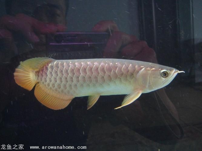 號半龍魚的市場價格是多少，號半龍魚的“血統(tǒng)”定義已泛化，如何區(qū)分號半龍魚的品相