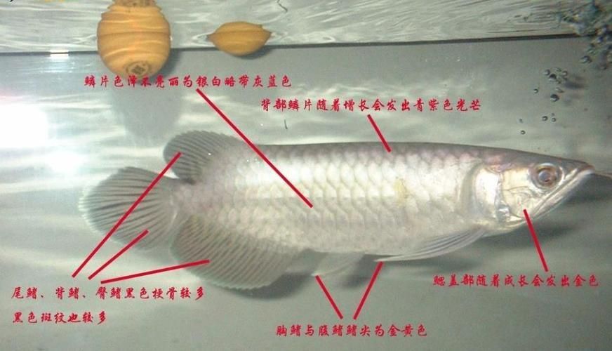 號半龍魚的市場價格是多少，號半龍魚的“血統(tǒng)”定義已泛化，如何區(qū)分號半龍魚的品相