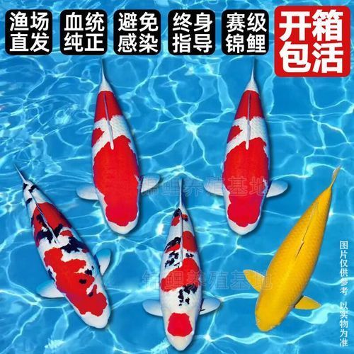 風水魚的價格范圍是多少，風水魚價格在幾十元到幾百元人民幣選購避坑指南 風水魚的價格范圍是多少，風水魚價格在幾十元到幾百元人民幣選購避坑指南 龍魚百科 第8張