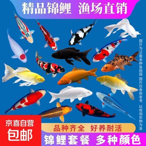 風水魚的價格范圍是多少，風水魚價格在幾十元到幾百元人民幣選購避坑指南 風水魚的價格范圍是多少，風水魚價格在幾十元到幾百元人民幣選購避坑指南 龍魚百科 第7張