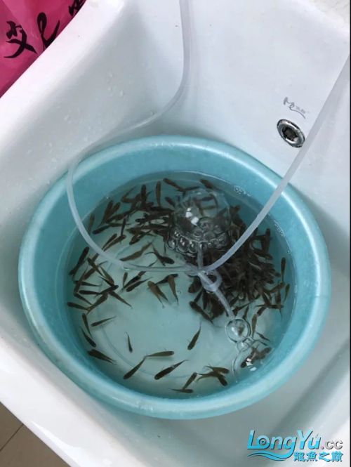 有哪些活餌適合龍魚投喂，適合投喂給龍魚的活餌