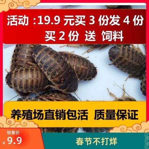 有哪些活餌適合龍魚投喂，適合投喂給龍魚的活餌