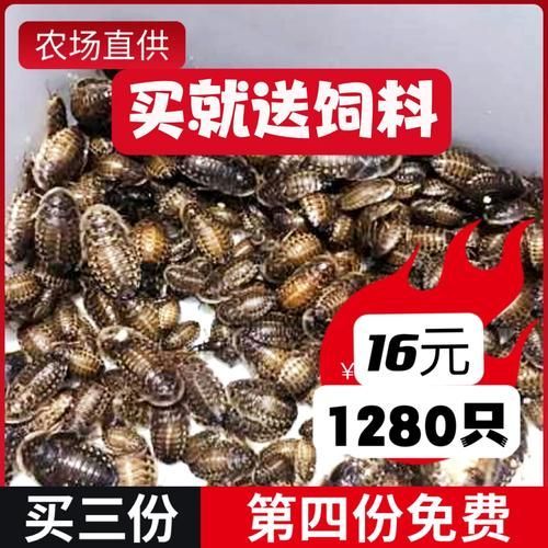 有哪些活餌適合龍魚投喂，適合投喂給龍魚的活餌