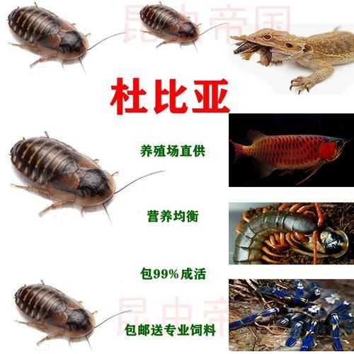 有哪些活餌適合龍魚投喂，適合投喂給龍魚的活餌