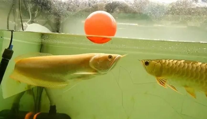 有哪些活餌適合龍魚投喂，適合投喂給龍魚的活餌