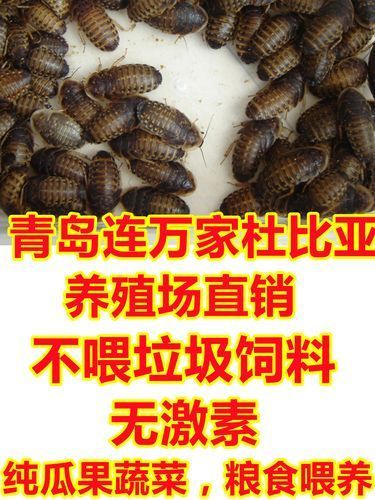 有哪些活餌適合龍魚投喂，適合投喂給龍魚的活餌