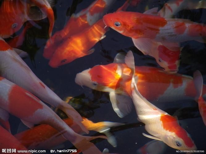 給我一張高清的龍鳳魚圖片，錦鯉家族中極具東方美學特色的觀賞魚品種龍鳳錦鯉 給我一張高清的龍鳳魚圖片，錦鯉家族中極具東方美學特色的觀賞魚品種龍鳳錦鯉 龍魚百科 第2張