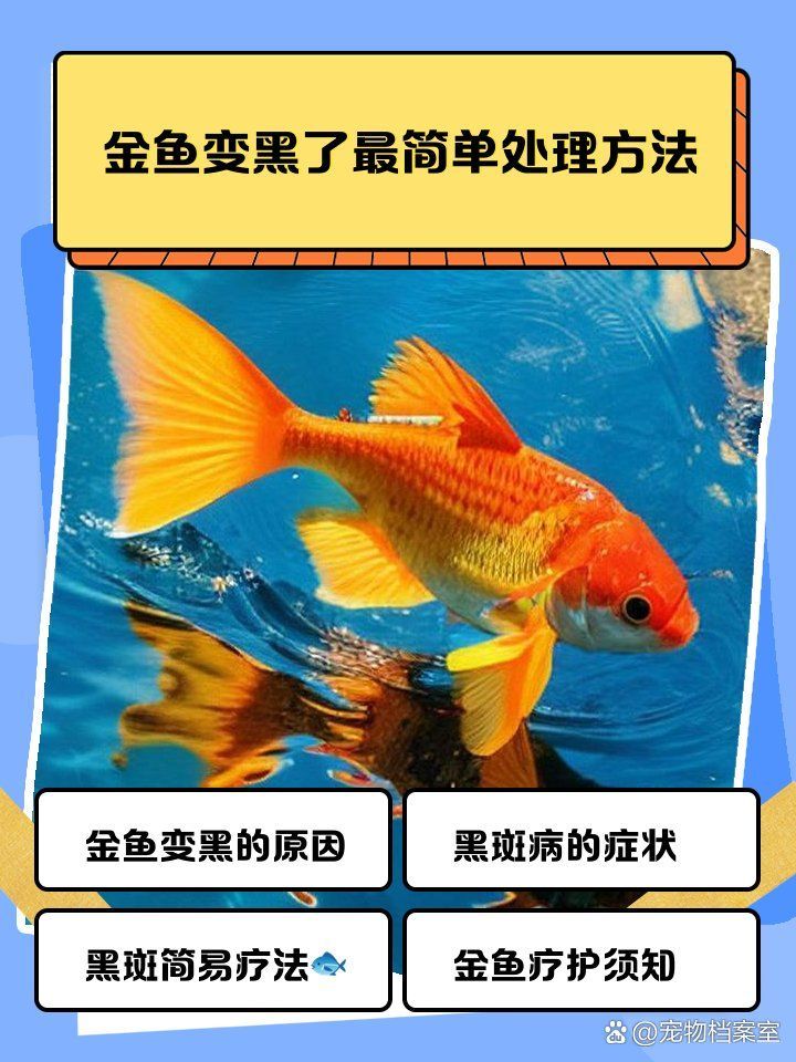 金魚發(fā)黑期間需要特別護(hù)理嗎，寵物檔案室，金魚發(fā)黑了怎么辦 金魚發(fā)黑期間需要特別護(hù)理嗎，寵物檔案室，金魚發(fā)黑了怎么辦 龍魚百科 第1張