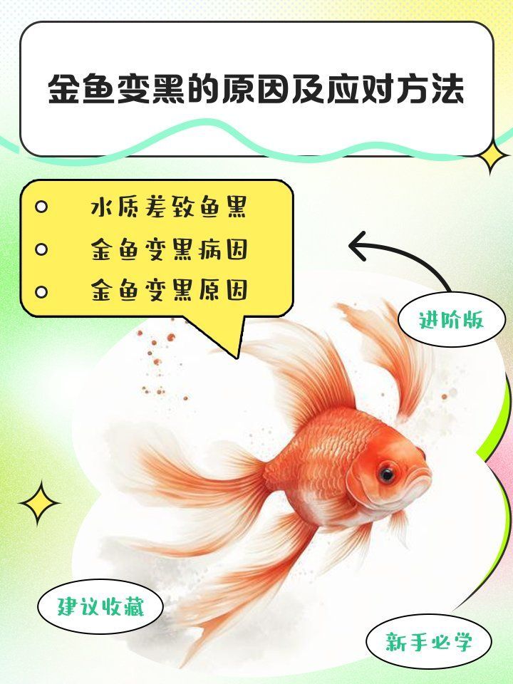 金魚發(fā)黑期間需要特別護(hù)理嗎，寵物檔案室，金魚發(fā)黑了怎么辦 金魚發(fā)黑期間需要特別護(hù)理嗎，寵物檔案室，金魚發(fā)黑了怎么辦 龍魚百科 第2張