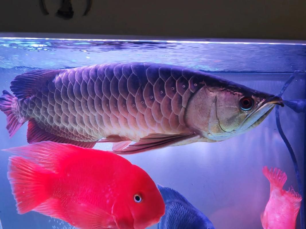 龍魚病斷氣后還能活多久？，龍魚“斷氣”后的存活時間