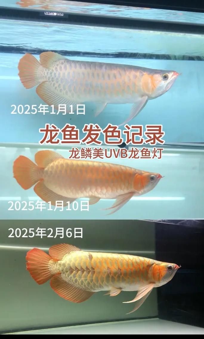 如何選擇合適的龍魚發色燈光？，如何科學選燈，讓龍魚發色更出彩 如何選擇合適的龍魚發色燈光？，如何科學選燈，讓龍魚發色更出彩 龍魚百科 第1張