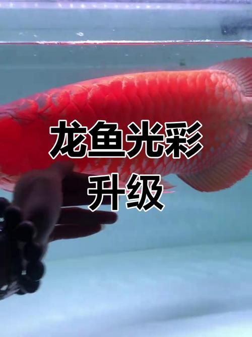 如何選擇合適的龍魚發色燈光？，如何科學選燈，讓龍魚發色更出彩 如何選擇合適的龍魚發色燈光？，如何科學選燈，讓龍魚發色更出彩 龍魚百科 第3張