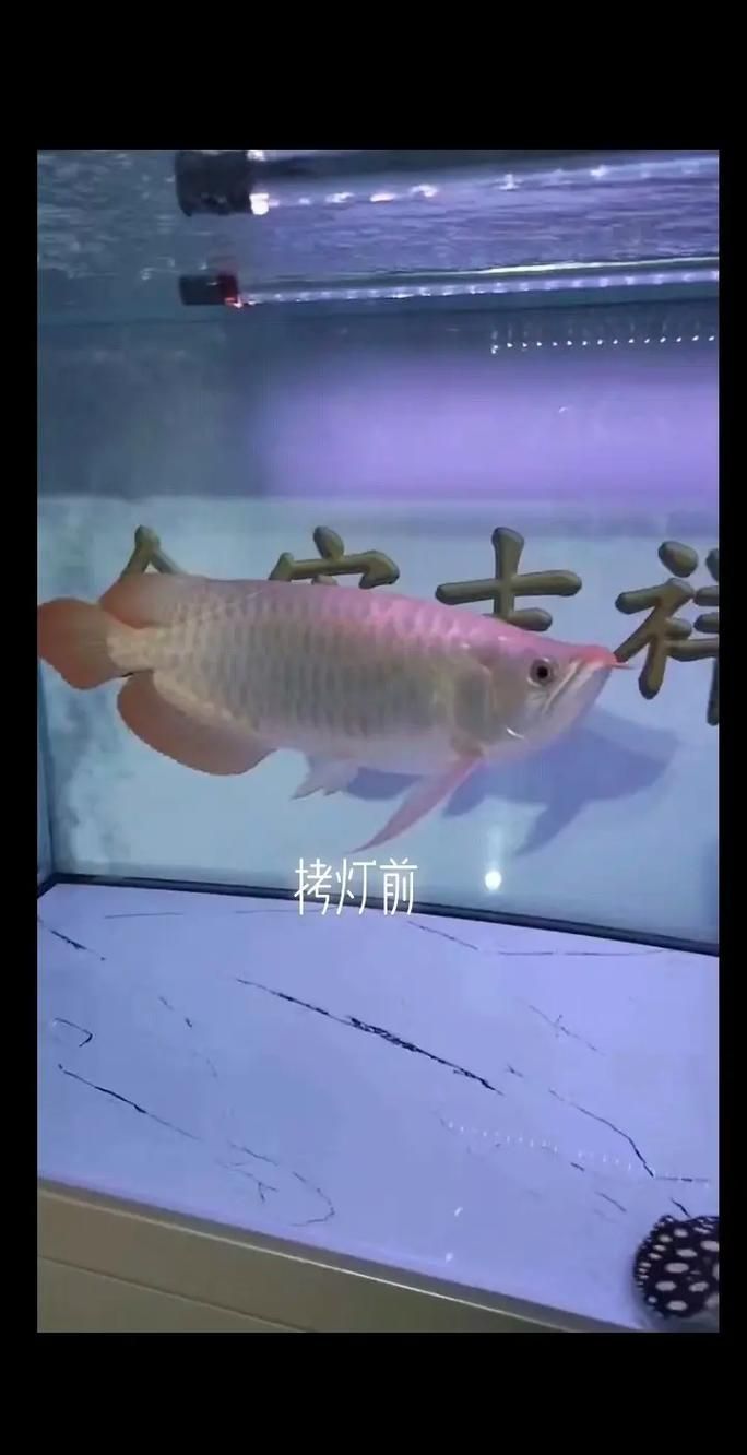 如何選擇合適的龍魚發色燈光？，如何科學選燈，讓龍魚發色更出彩 如何選擇合適的龍魚發色燈光？，如何科學選燈，讓龍魚發色更出彩 龍魚百科 第2張