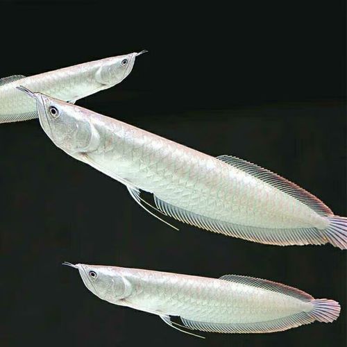 銀龍魚(yú)多少錢一只，銀龍魚(yú)價(jià)格因尺寸、品相、產(chǎn)地及市場(chǎng)供需等因素差異較大