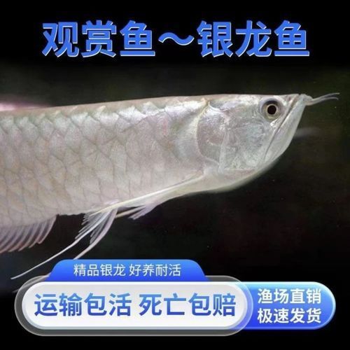 銀龍魚(yú)多少錢一只，銀龍魚(yú)價(jià)格因尺寸、品相、產(chǎn)地及市場(chǎng)供需等因素差異較大