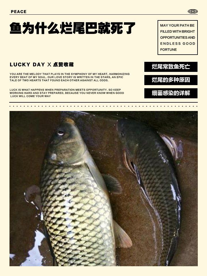 錦鯉魚爛尾病會傳染嗎，如何判斷錦鯉是否感染爛尾病？
