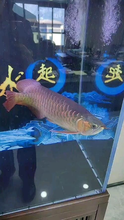 赫舞紅龍魚有哪些獨特之處？，赫舞紅龍魚和紅龍魚的區別， 赫舞紅龍魚有哪些獨特之處？，赫舞紅龍魚和紅龍魚的區別， 龍魚百科 第6張