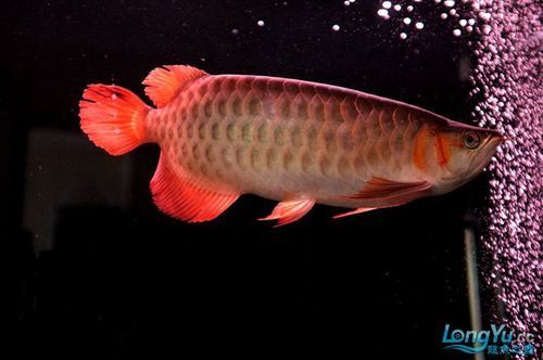 瑰寶龍紅龍的價(jià)格是多少，瑰寶龍紅龍的價(jià)格 瑰寶龍紅龍的價(jià)格是多少，瑰寶龍紅龍的價(jià)格 龍魚百科 第3張