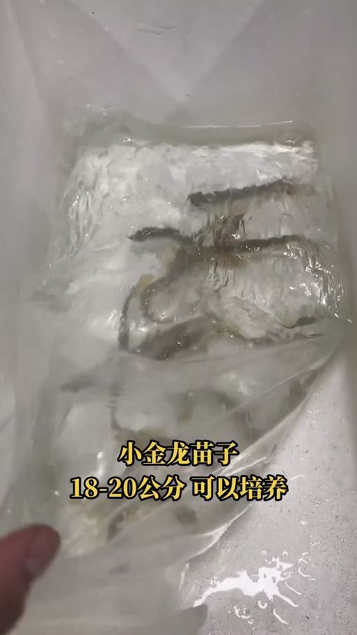 給我一些金龍魚幼苗的圖片，如何挑選健康的金龍魚幼苗
