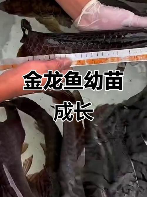 給我一些金龍魚幼苗的圖片，如何挑選健康的金龍魚幼苗