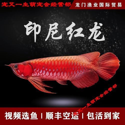 給我推薦一些性價比高的紅龍魚苗，如何挑選紅龍魚苗