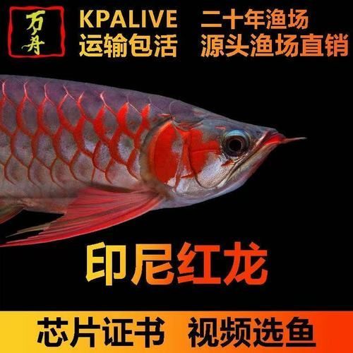 給我推薦一些性價比高的紅龍魚苗，如何挑選紅龍魚苗