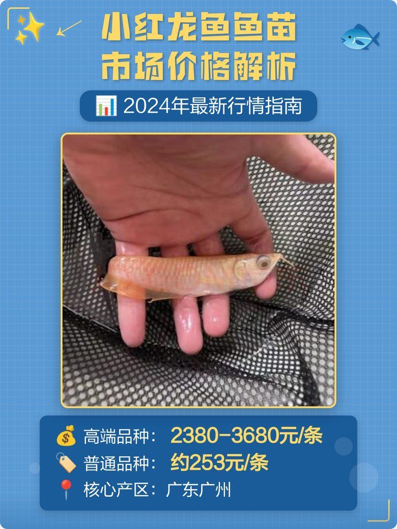 給我推薦一些性價比高的紅龍魚苗，如何挑選紅龍魚苗