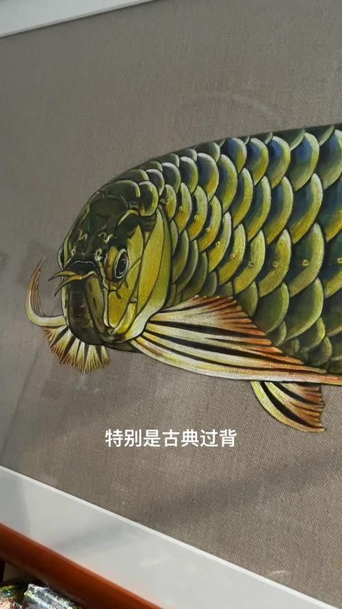 能否提供幾張古典過背金龍魚圖片，古典過背金龍魚的介紹