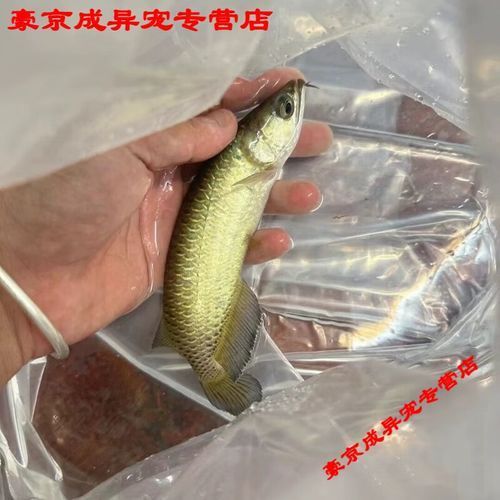 能否提供幾張古典過背金龍魚圖片，古典過背金龍魚的介紹