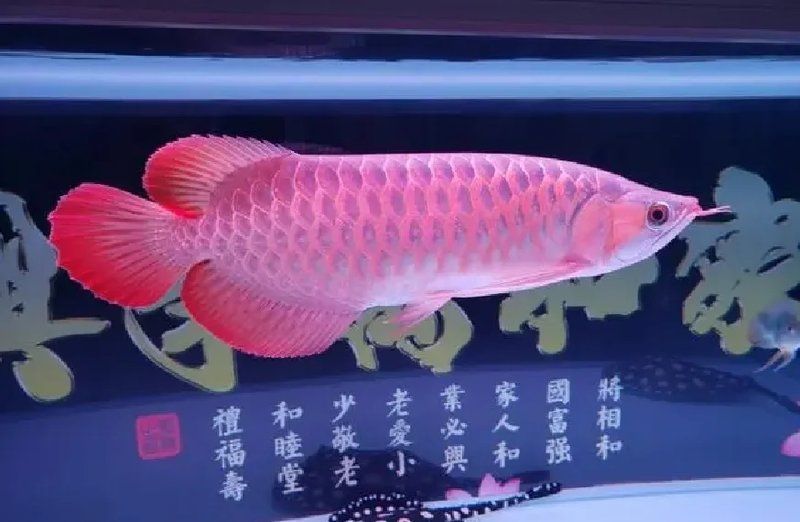 龍魚哪個(gè)品種價(jià)格最高？，價(jià)格最高的龍魚是什么？