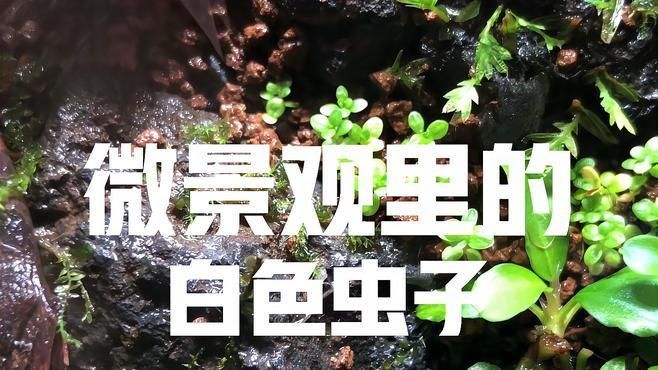這些白色細長蟲子是什么種類，大便中發現白色細長蟲子是多種生物中的一種生物中的一種