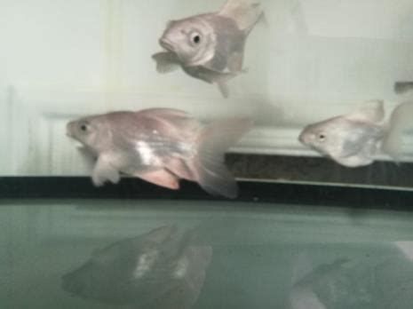 蝴蝶鯉魚鱗充血怎么辦，蝴蝶錦鯉鱗片充血怎么辦