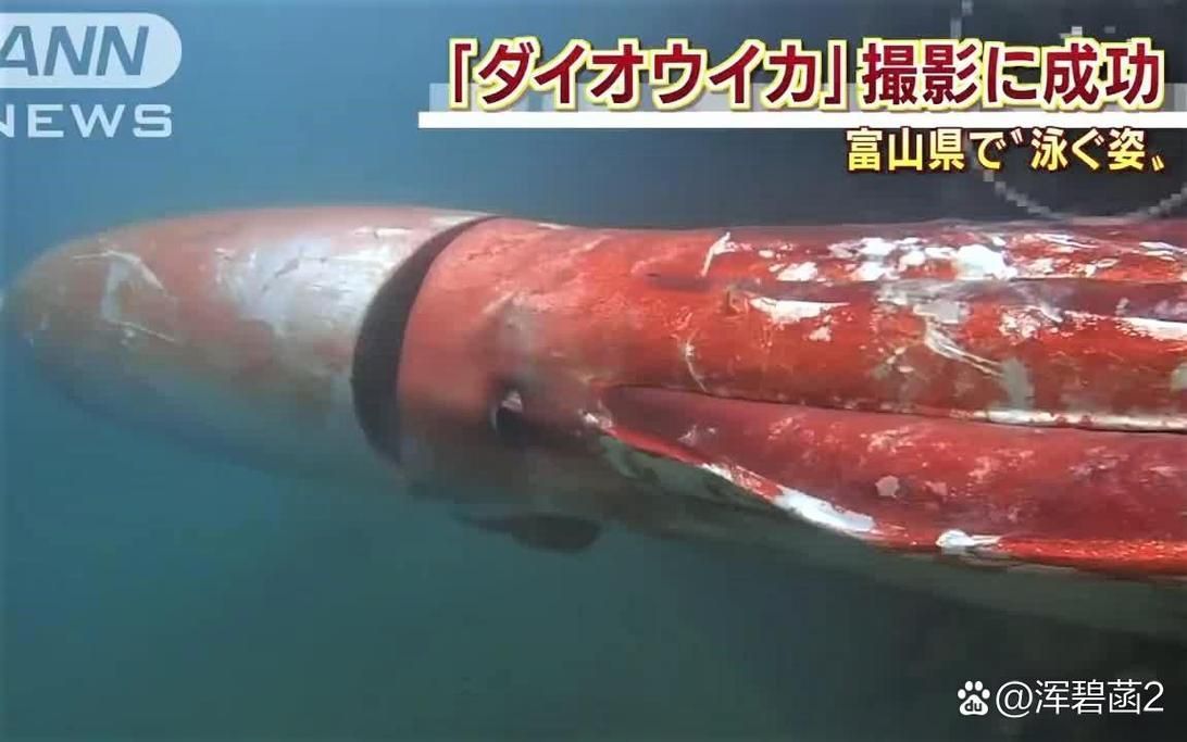 海洋十大不明生物有哪些傳說，海洋不明生物的傳說