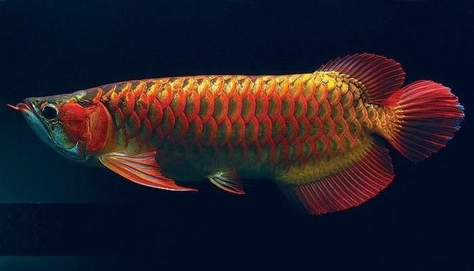 如何區(qū)分杜龍魚(yú)和觀賞龍魚(yú)，杜龍魚(yú)與觀賞龍魚(yú)的區(qū)別