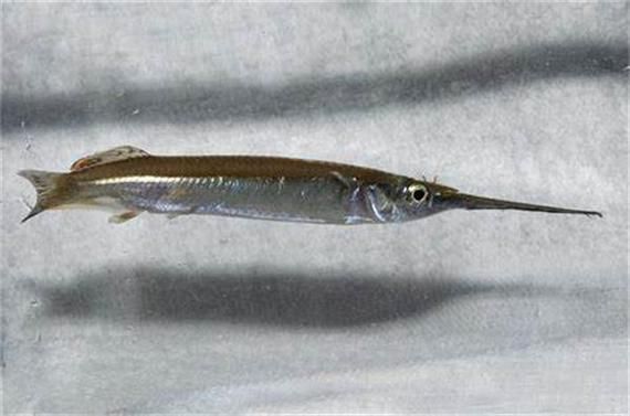 如何區(qū)分杜龍魚(yú)和觀賞龍魚(yú)，杜龍魚(yú)與觀賞龍魚(yú)的區(qū)別