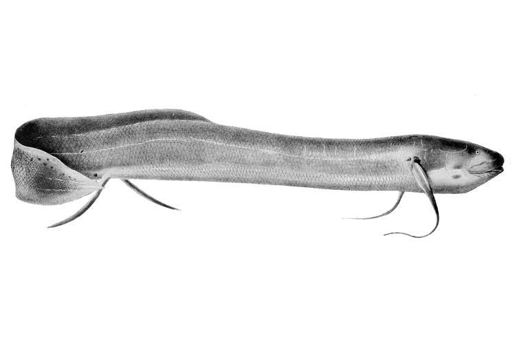 如何區(qū)分杜龍魚(yú)和觀賞龍魚(yú)，杜龍魚(yú)與觀賞龍魚(yú)的區(qū)別