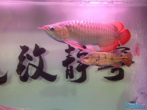 頂級(jí)紅龍魚有哪些品種，全球最貴觀賞魚:紅龍魚價(jià)格揭秘自在獨(dú)行記