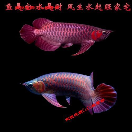 頂級(jí)紅龍魚有哪些品種，全球最貴觀賞魚:紅龍魚價(jià)格揭秘自在獨(dú)行記