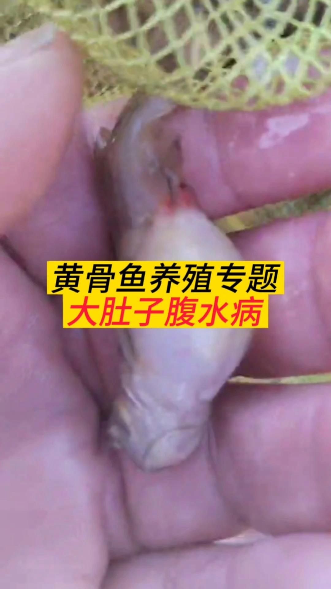 哪些魚容易得腹水，這幾種魚容易得腹水