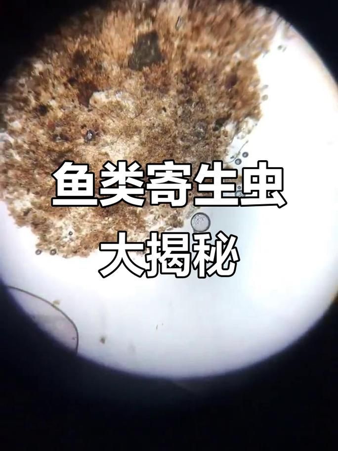 給我更多魚身上寄生蟲的圖片，關于魚寄生蟲的基本信息