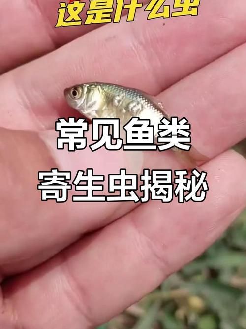 給我更多魚身上寄生蟲的圖片，關于魚寄生蟲的基本信息