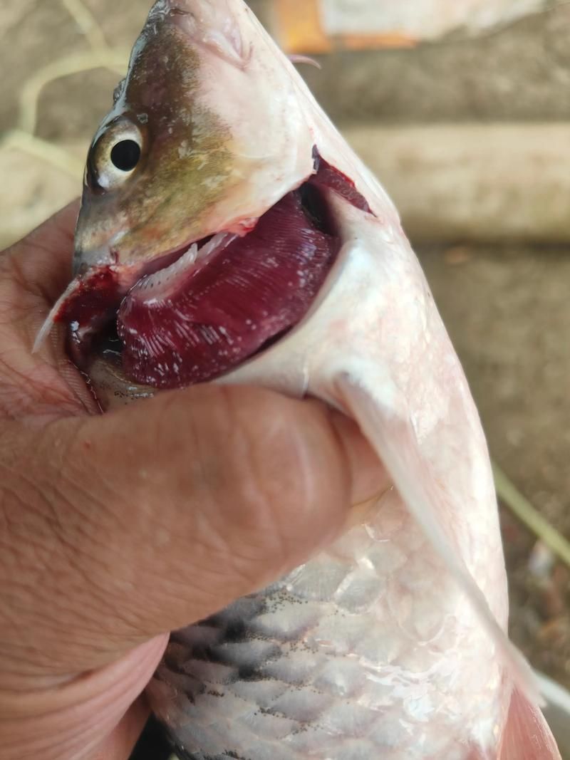 給我更多魚身上寄生蟲的圖片，關于魚寄生蟲的基本信息