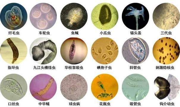 給我更多魚身上寄生蟲的圖片，關于魚寄生蟲的基本信息