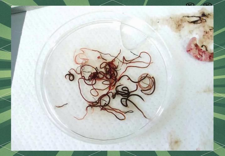 給我更多魚身上寄生蟲的圖片，關于魚寄生蟲的基本信息