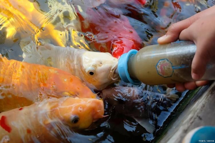 龍魚鰭爛了最簡單三個處理方法，權威水族養殖龍魚鰭爛的最簡單三個處理方法并要求
