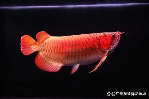 南寧紅龍魚的價格是多少？，南寧紅龍魚價格在每條100元至500元人民幣之間