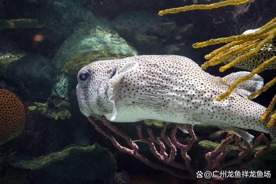 南寧紅龍魚的價格是多少？，南寧紅龍魚價格在每條100元至500元人民幣之間