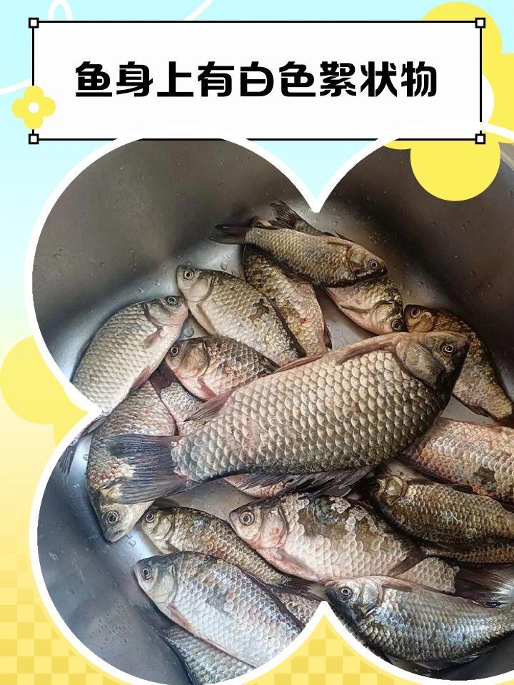 龍魚(yú)身上有白色絮狀物，龍魚(yú)身上出現(xiàn)白色絮狀物怎么辦？