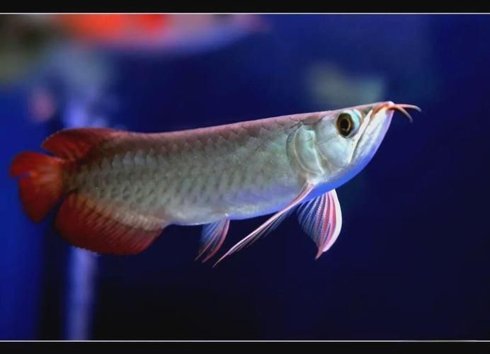 能詳細介紹一下“祥龍魚場病”嗎？，“祥龍魚場病”是什么？