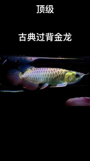 古典金龍魚等級區分圖解，古典金龍魚有哪些品種